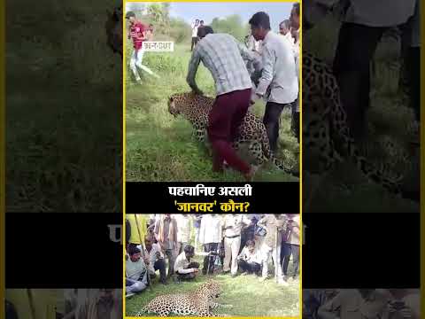 Viral Video: जब इंसानों के बीच में फँस गया तेंदुआ, किसी ने ली सेल्फी तो कोई साथ में घूमता आया नजर