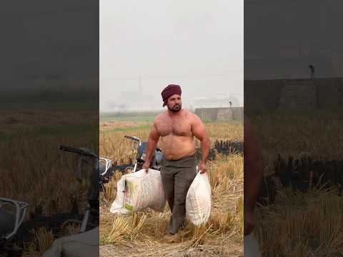 Desi CHOBAR🔥🦬 #fitness #jattlife #desi #bodybuilder #farmer #shorts #khetibadi