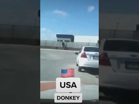 usa boarder donkey 🐴.  #swadujaatni #viral   #usa #mexico #india #australia #london #donkey #donker