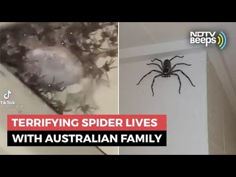Giant Spider Has Been Australian Family’s Guest For 1 Year
