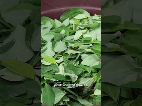 ‘Dirty drug’: The filthy process of making cocaine