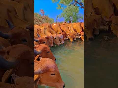 gir cow🐂 videos desi gir gay🐄 #cow #animals🔥 #farming🥰 #tending #funny #minivlog #hindi #shortvideo