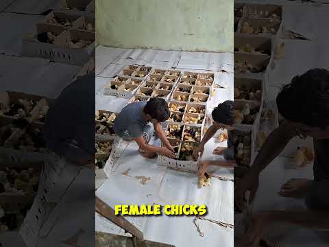1500 Desi Female Chicks Bhi Agaye Setup pr 🐥❤️ 🐣Small Scale Poultry Farming at Home | Day 1 #shorts