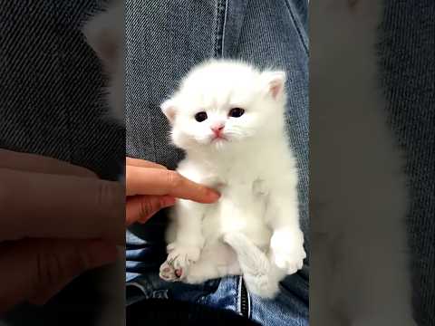 baby cat meowing #cat #pets #funnycats #cutepet #kitten #catworld #shorts #youtubeshorts #trending