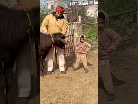 Desi CHOBAR🔥🦬 #jattmind #desijatt #pindawale #funny #shorts