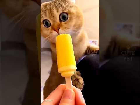 cute baby kitten funny 😁 😂 #cat #trending #cute #petsrule #youtubeshorts #trending #shorts #yt