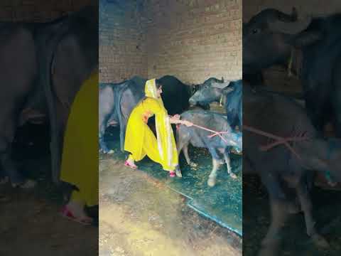 Fly karke 🤣 Sabba Punjabi song | New Punjabi song | latest punjabi song 2024 #sabba #shortsfeed