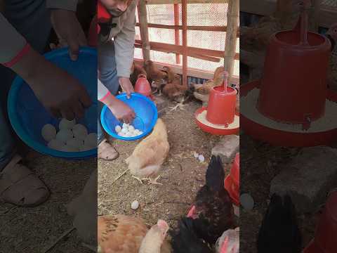 ১২ মাস ডিম দিবে দেশি মুরগি #দেশিমুরগি #খামার #মুরগিরডিম #vairalvideo #trendingvideo