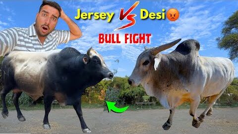 Jersey Bull Vs Desi Bull Fight😡Gaav Ka RAJA Kon👑