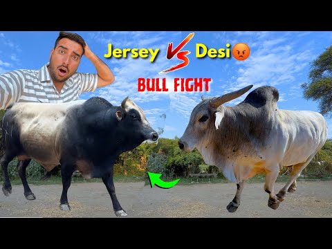 Jersey Bull Vs Desi Bull Fight😡Gaav Ka RAJA Kon👑