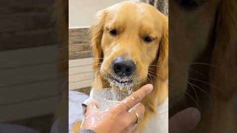 Desi chora #shorts | Anant Rastogi