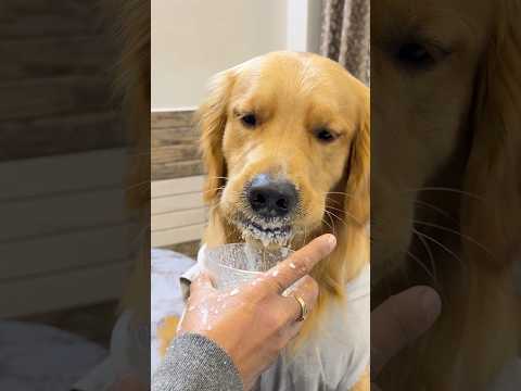 Desi chora #shorts | Anant Rastogi