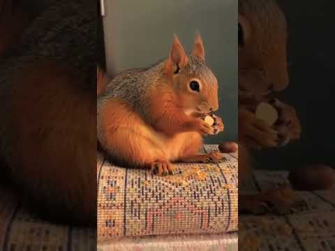 🐿️Sincapların komik anları.🐿️