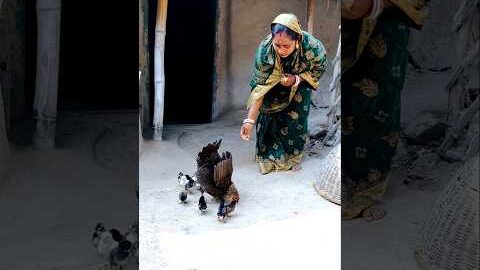 ଦେଶୀ କୁକୁଡା ଫାଇଦା🐣@Kiran_Kumar_kk2 #trending #odiavolg #minivlog #viral #shorts#desi #odiafamily