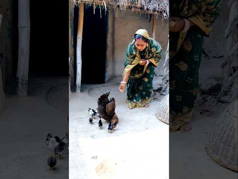 ଦେଶୀ କୁକୁଡା ଫାଇଦା🐣@Kiran_Kumar_kk2 #trending #odiavolg #minivlog #viral #shorts#desi #odiafamily