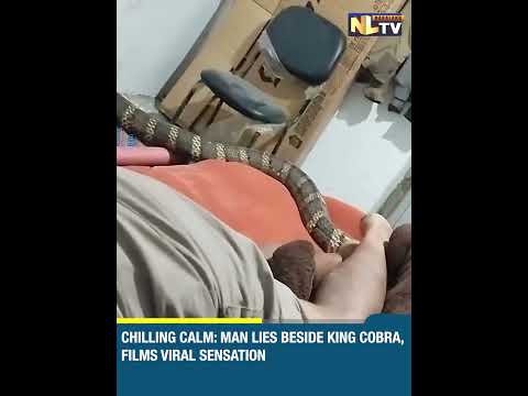 CHILLING CALM: MAN LIES BESIDE KING COBRA, FILMS VIRAL SENSATION