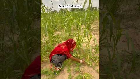 खेत की देसी टिंडसी की सब्जी😍 #food #desi  #khet #villagelife #shorts