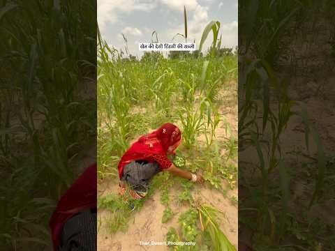 खेत की देसी टिंडसी की सब्जी😍 #food #desi  #khet #villagelife #shorts