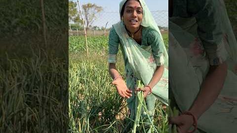 અમારી વાડી ની ડુંગળી 😳 #desi #farm #farming #youtubeshorts #shortvideos #shorts