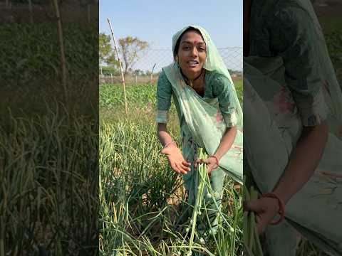 અમારી વાડી ની ડુંગળી 😳 #desi #farm #farming #youtubeshorts #shortvideos #shorts