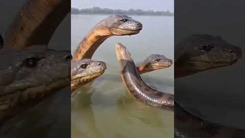 🐍गंगा नदी में दिखा कालिया नाग 🐍 // मथुरा में दिखा नाग  #kaliyanaag #kaliya #naag #shorts