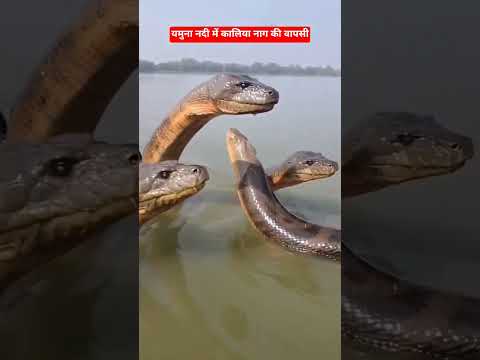 🐍गंगा नदी में दिखा कालिया नाग 🐍 // मथुरा में दिखा नाग  #kaliyanaag #kaliya #naag #shorts