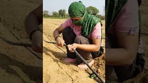farming ✨ #viral #farming #villagerlifestyle #shortvideos #ganvkilifestyle #khetibadi #desi