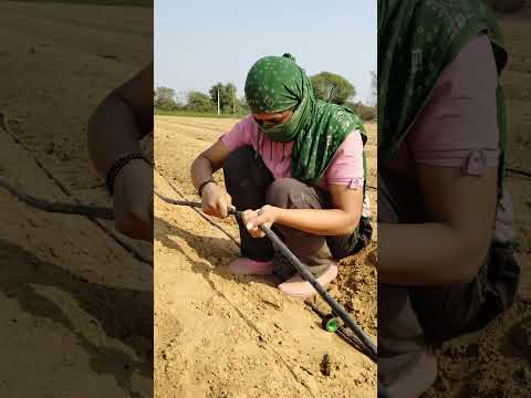 farming ✨ #viral #farming #villagerlifestyle #shortvideos #ganvkilifestyle #khetibadi #desi
