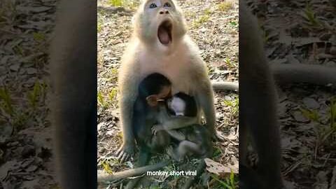 बंदर खेल रहे है #youtubeshorts #comedy #monkey #cutemonkey #funnymonkey #monkeyvideos #shorts #viral