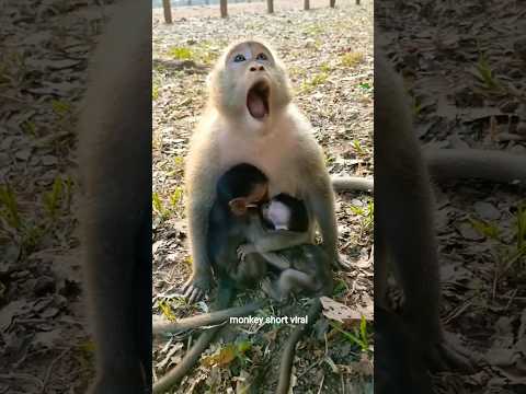 बंदर खेल रहे है #youtubeshorts #comedy #monkey #cutemonkey #funnymonkey #monkeyvideos #shorts #viral