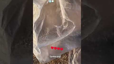 Punjab hart song #shortvideo #vayrlsong #song #vayrlvideo #vrilsong #love #newpunjabisong #sad❤️🌹❤️🙏