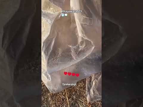 Punjab hart song #shortvideo #vayrlsong #song #vayrlvideo #vrilsong #love #newpunjabisong #sad❤️🌹❤️🙏