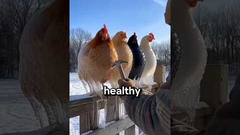 Chickens freeze to death in icy areas