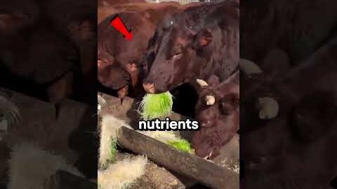 This Is Why Farm Cows Produce So Much Milk.