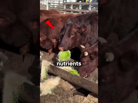 This Is Why Farm Cows Produce So Much Milk.