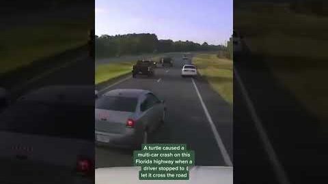 Driver braking for turtle causes multi-car accident in Florida #shorts