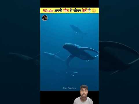 What Happens When a Whale Dies? #trending #viral #facts #shortsfeed #youtube #latest #shorts#fyp#top