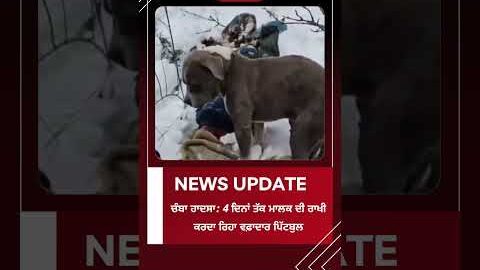 ਚੰਬਾ ਹਾਦਸਾ: 4 ਦਿਨਾਂ ਤੱਕ ਮਾਲਕ ਦੀ ਰਾਖੀ ਕਰਦਾ ਰਿਹਾ ਵਫ਼ਾਦਾਰ ਪਿੱਟਬੁਲ