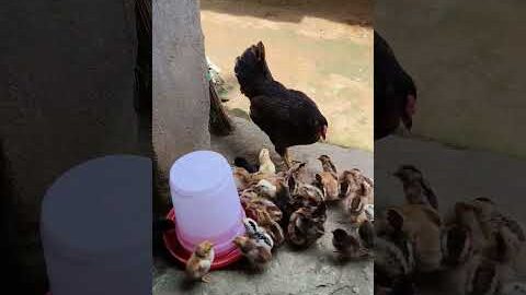 Desi murgi caring 34 chicks 🐥😱#desihenfarming #chicks#wgitachi