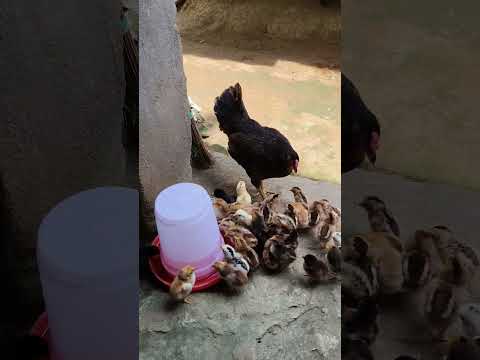 Desi murgi caring 34 chicks 🐥😱#desihenfarming #chicks#wgitachi