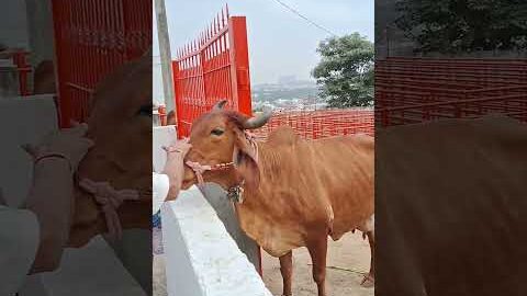 #desi #cow #gaumata #gauseva #shorts #gaushala