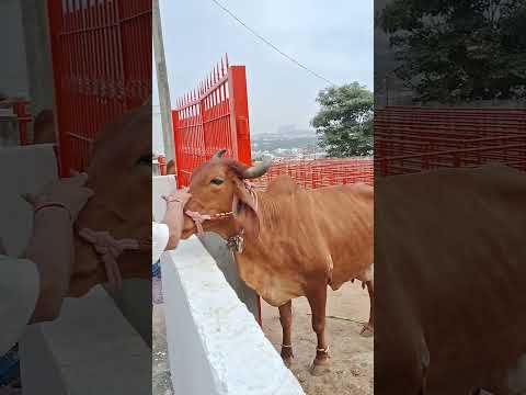 #desi #cow #gaumata #gauseva #shorts #gaushala