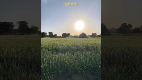 खेत में सोना उगता है 🌾 #gehu #desi #farming #villagelife #kisan #viralvideo