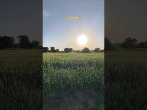 खेत में सोना उगता है 🌾 #gehu #desi #farming #villagelife #kisan #viralvideo