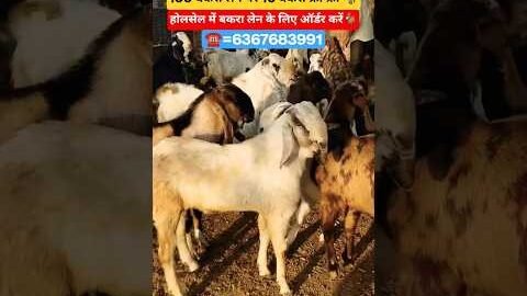 #shorts#goat#trending#viralshort#explore#farming#goatfarming#viral#afternoon#goa#reels#gym#fun#night