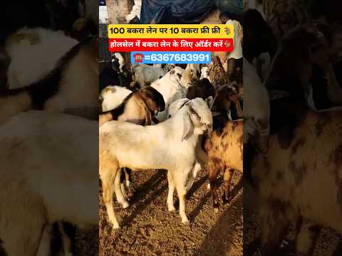 #shorts#goat#trending#viralshort#explore#farming#goatfarming#viral#afternoon#goa#reels#gym#fun#night