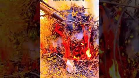 Desi🤗😎 #farming #viralshort #goviral #trending #desi #shorts #shortfeed