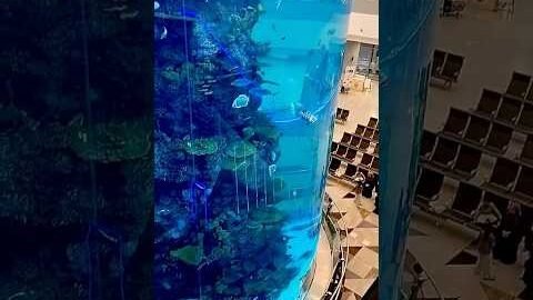 “Underwater gang, zero tension.”🤍   #aquarium #nature#viral #reels #fishtank #art #love #instareels