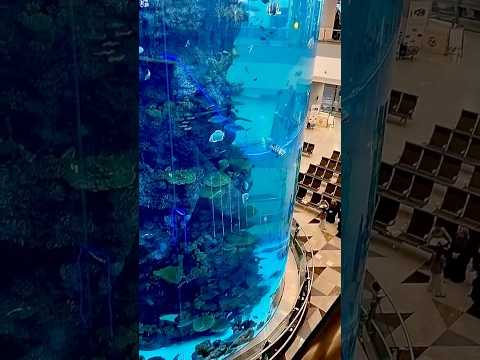 “Underwater gang, zero tension.”🤍   #aquarium #nature#viral #reels #fishtank #art #love #instareels