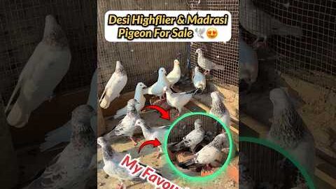 Desi & Madrasi Pigeon For Sale 🕊️💰#shorts #pigeonsale #kabutarbazi #petvlog #petswithbalaji